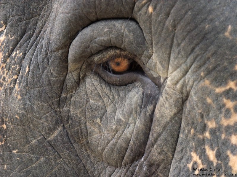 elephant-eye-good