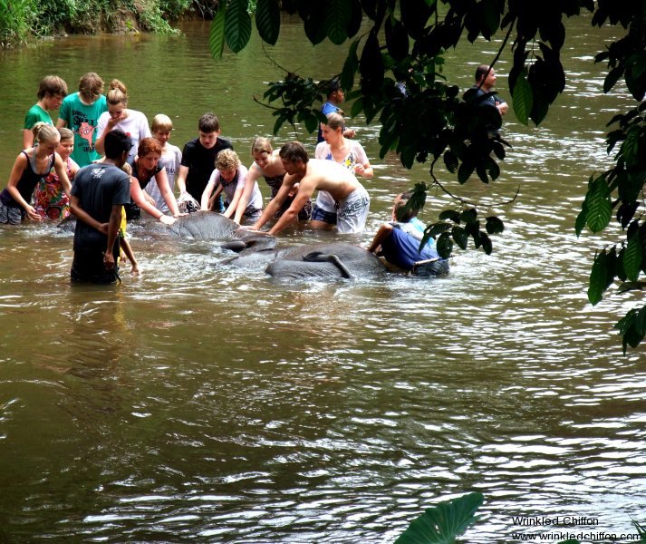 elephant-in-water