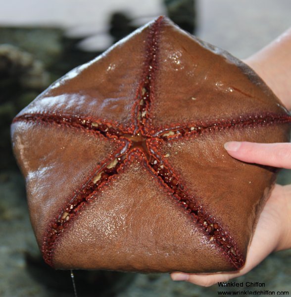 starfish