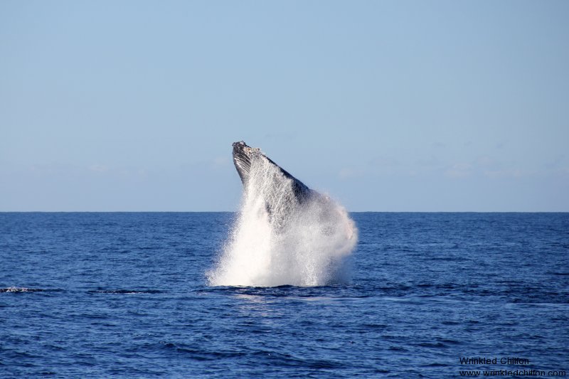 whale13
