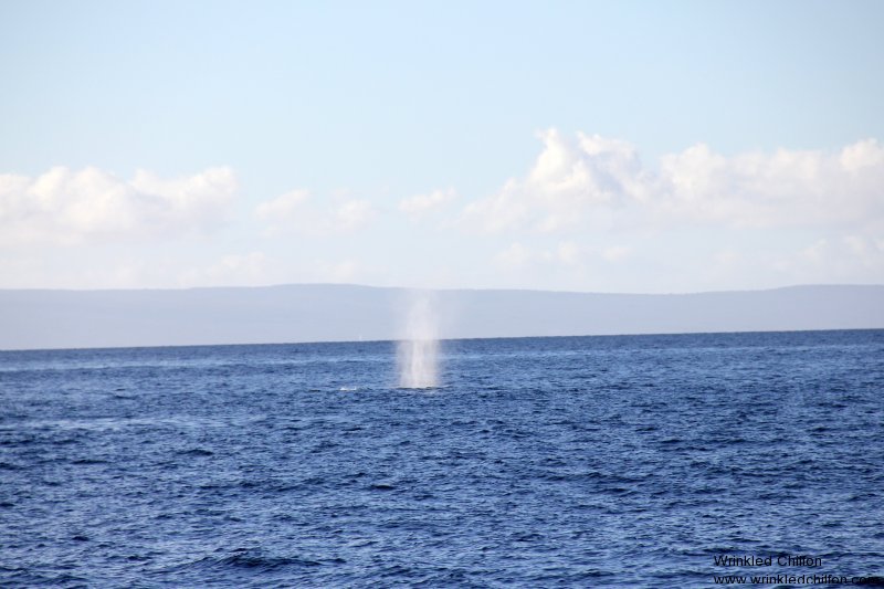 whale9