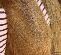 fur-4